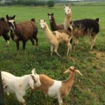 llamas and goats